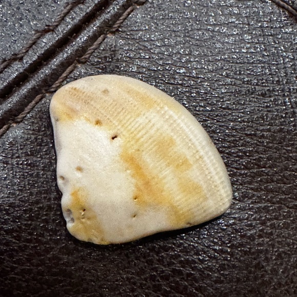 Assorted Seashell Collection - Picture 9 of 12